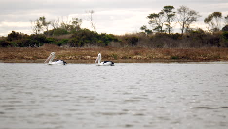 A-pair-of-large-Australian-pelicans-wade-down-a-creek
