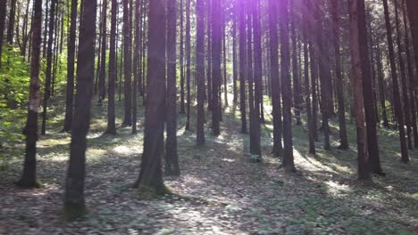 Gentle-Walk-in-the-Forest,-the-Sun-Gets-Through-the-Trees