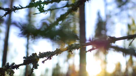 Tree-branch-with-lichen-moss-gently-swaying-during-sunset-in-a-Forest-in-Ruovesi,-Finland