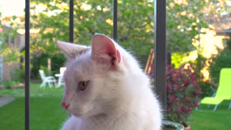 Beautiful-white-cat-with-brown-spot-on-head-sitting-in-garden-setting-and-looking-around-curiously