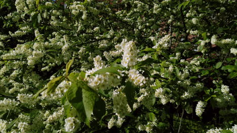 Schersmin-Philadelphus-O-árbol-De-Aguja-Verde-Durante-La-Primavera