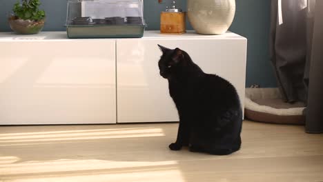 Black-cat-sits-on-the-floor-in-the-house-and-yawns