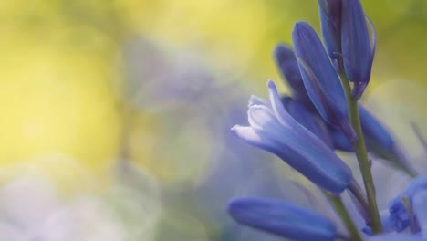 Blau,-Klein,-Frühlingsblumen-Mit-Selektivem-Fokus,-Nahaufnahme-Von-Blumen,-Verschwommen,-Gelber-Hintergrund-Mit-Bokeh,-Flacher-DOF