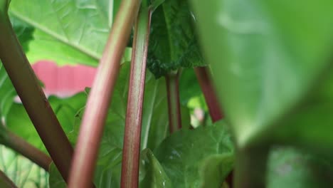 Close-up-of-ripe,-organic-rhubarb-leaves-in-garden