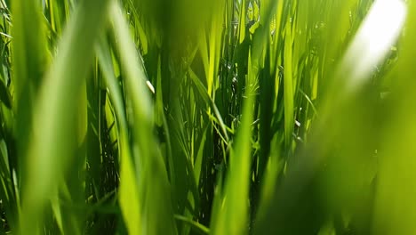 Close-up-slowmotion-through-tall-fresh-green-grass