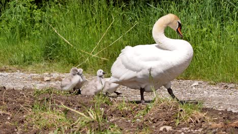 Una-Madre-Cisne-Guía-A-Su-Linda-Descendencia-En-El-Camino