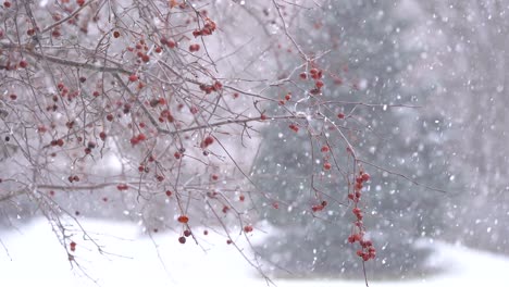 Snowfall-in-4K-with-a-cherry-tree