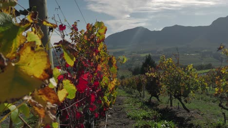 Vines-of-vineyards-of-South-Africa-in-beautiful-red---yellow-fall-colours