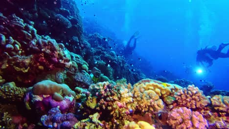 Buzos-Nadando-Sobre-Hermosos-Corales-Duros-Y-Blandos