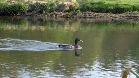 Mallard-Duck-swimming-upstream-on-the-River-Wye-in-the-Peak-District,-Derbyshire,-UK