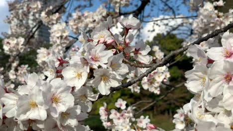 Pink-cherry-blossoms-on-natural-branches-at-Koishikawa-Botanical-Garden
