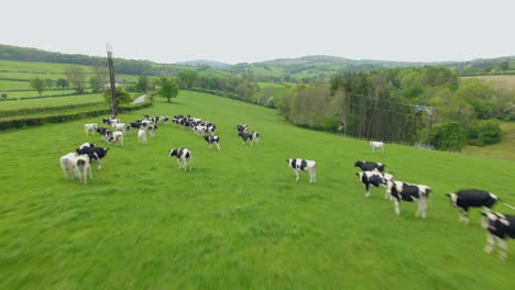 Fast-flyover-of-cows-grazing-pasture-before-milking