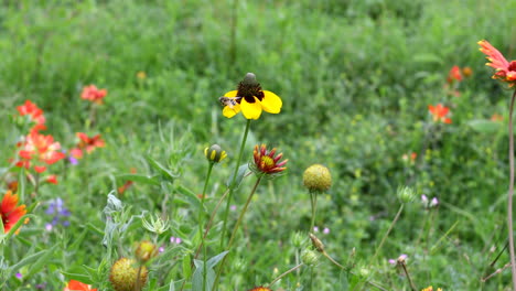 Insecto-En-Una-Flor-Silvestre-Amarilla-En-Texas