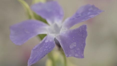 Water-droplets-on-purple-ivy-flower-in-garden
