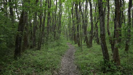 quiet-forest-path-with-nobodyin-empty-quiet-woodlands,-dolly-in-eye-level-shot-wide-angle