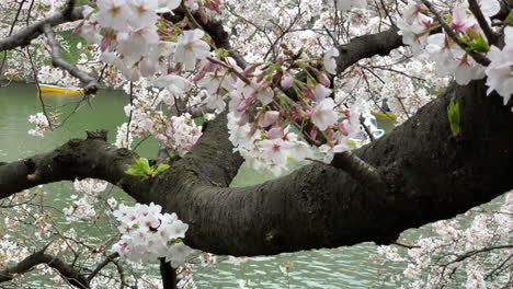 Pink-cherry-blossoms-on-the-trunk-at-Chidorigafuchi-Park-and-boats-navigating-on-Imperial-Palace-moat