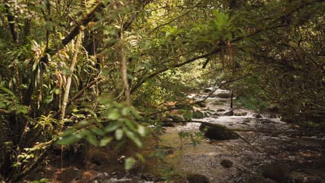 Corriente-De-Río-Dentro-De-Una-Selva-Amazónica-Con-Un-Río-Limpio-Y-Tranquilo-Con-Rocas-Y-Plantas-Tropicales