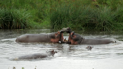 Dos-Hipopótamos-Se-Divierten-En-El-Agua