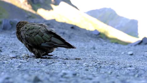 An-adult-Kea-trying-to-pick-up-rocks