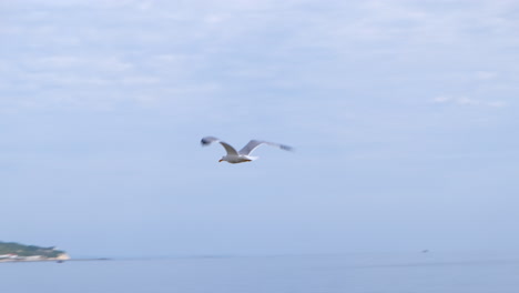 Slow-motion-close-up-tracking-fly-of-seagull-flying-and-waving-with-wings-over-the-sea-water