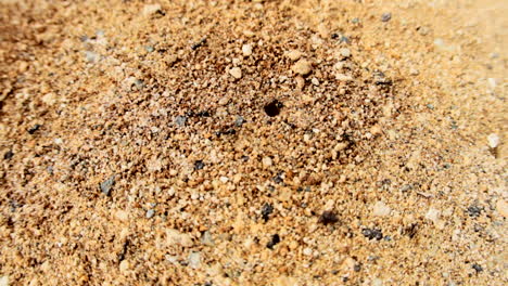 Ants,-walking-on-soil,-entering-holes-in-the-ground