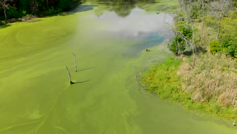 forward-low-flying-close-up-drone-flight-over-algae-covered-lake-4k