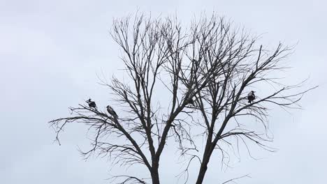 Magpies-sitting-in-a-dead-tree-with-the-wind-blowing-ever-so-strongly