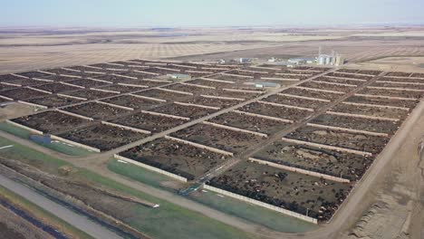 The-many-pens-of-a-cattle-feedlot