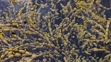 Hormosira-seaweed-growing-in-shallow-ocean-rock-pool