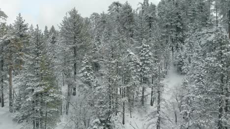 Luftaufnahmen-Von-Bergen-Und-Bäumen,-Die-Mit-Frischem-Schnee-Bedeckt-Sind