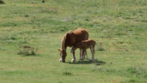 A-mare-with-its-foal-on-a-green-field-in-the-north-of-Spain