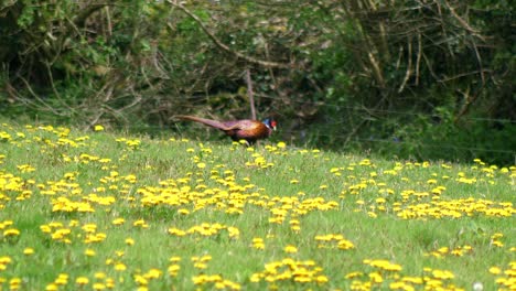 Ring-necked-pheasant-walks-in-the-background-over-a-dandelion-covered-grass-field