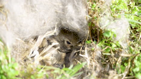 Wilde-Hasenbabys-In-Einem-Nest