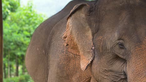 Asian-elephant-flapping-ears-at-wildlife-sanctuary