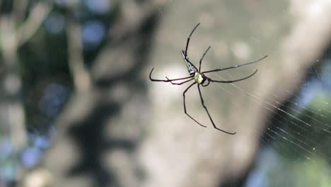 Golden-orb-web-spider-slowly-inspecting-its-main-web,-Mangrove-Forest,-Northern-part-of-Thailand