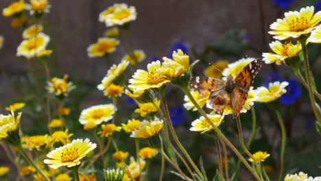 Ein-Distelfalter-Mit-Einem-Beschädigten-Oder-Verletzten-Flügel,-Der-In-Zeitlupe-Fliegt-Und-Sich-Von-Nektar-Und-Pollen-In-Einem-Feld-Gelber-Blumen-Ernährt