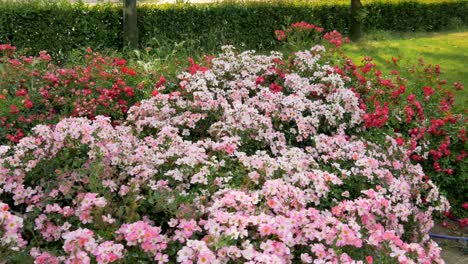 A-shot-of-Nemesia-plants-pink-and-red-colored