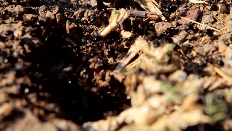 Hormigas,-Hormigas-Negras-Que-Llevan-Alimentos-Y-Suministros-A-Su-Colonia-De-Hormigas