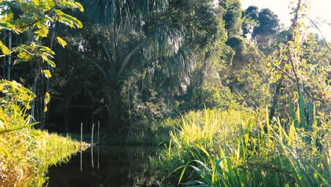 Schwimmen-Auf-Einem-Fluss-Im-Amazonas-Regenwald-In-Peru-Während-Des-Sonnenuntergangs