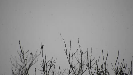 Snowing-over-tree-branches,-cold-weather-close-to-the-holidays