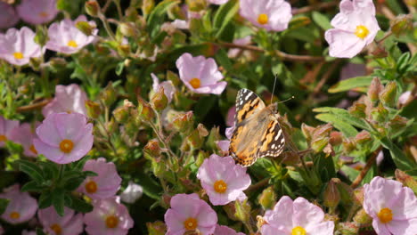 A-painted-lady-butterfly-feeding-on-nectar-and-collecting-pollen-on-pink-wild-flowers-during-a-California-bloom