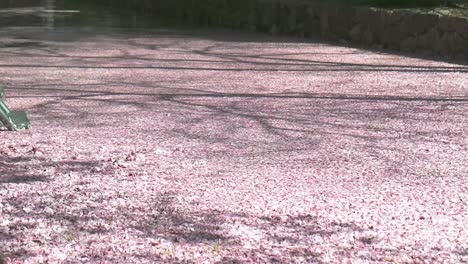 Kirschblüte-Sakura-Hanami-Blütenblätter,-Die-In-Den-Fluss-Fließen