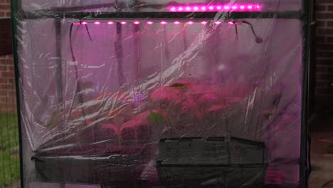 Full-Spectrum-Led-Grow-Lights-in-a-Small-Outdoor-Greenhouse