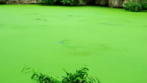 wild-crocodile-camouflage-on--green-lake