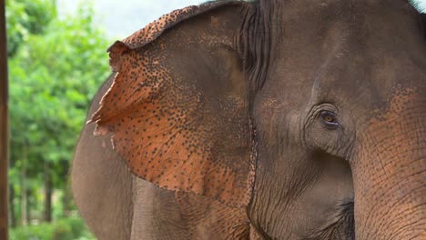 Elefante-Asiático-Aleteando-Las-Orejas-En-El-Santuario-De-Vida-Silvestre