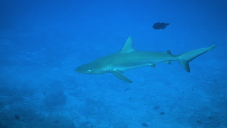 Scuba-diving-with-a-juvenile-galapagos-shark