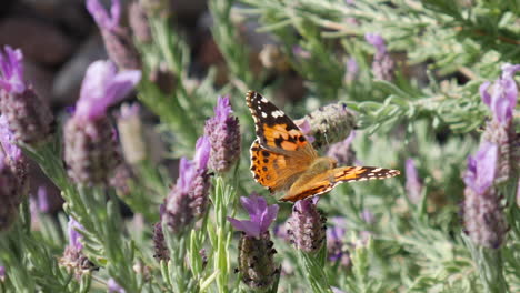 Close-up-on-an-orange-painted-lady-butterfly-feeding-on-nectar-and-pollinating-purple-wildflowers-with-colorful-wings-in-sunlight