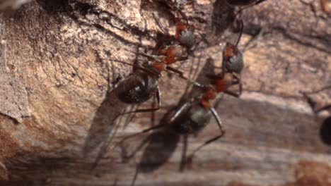 Macro-shot-of-ants-walking-over-a-wooden-surface-in-slow-motion
