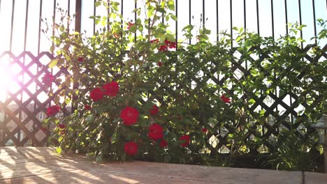 Red-roses-on-a-wooden-fence,-tracking-shot,-on-a-sunny-day,-in-Los-Angeles,-California,-USA