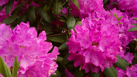 Bee-flight-in-slow-motion-near-purple-flowers